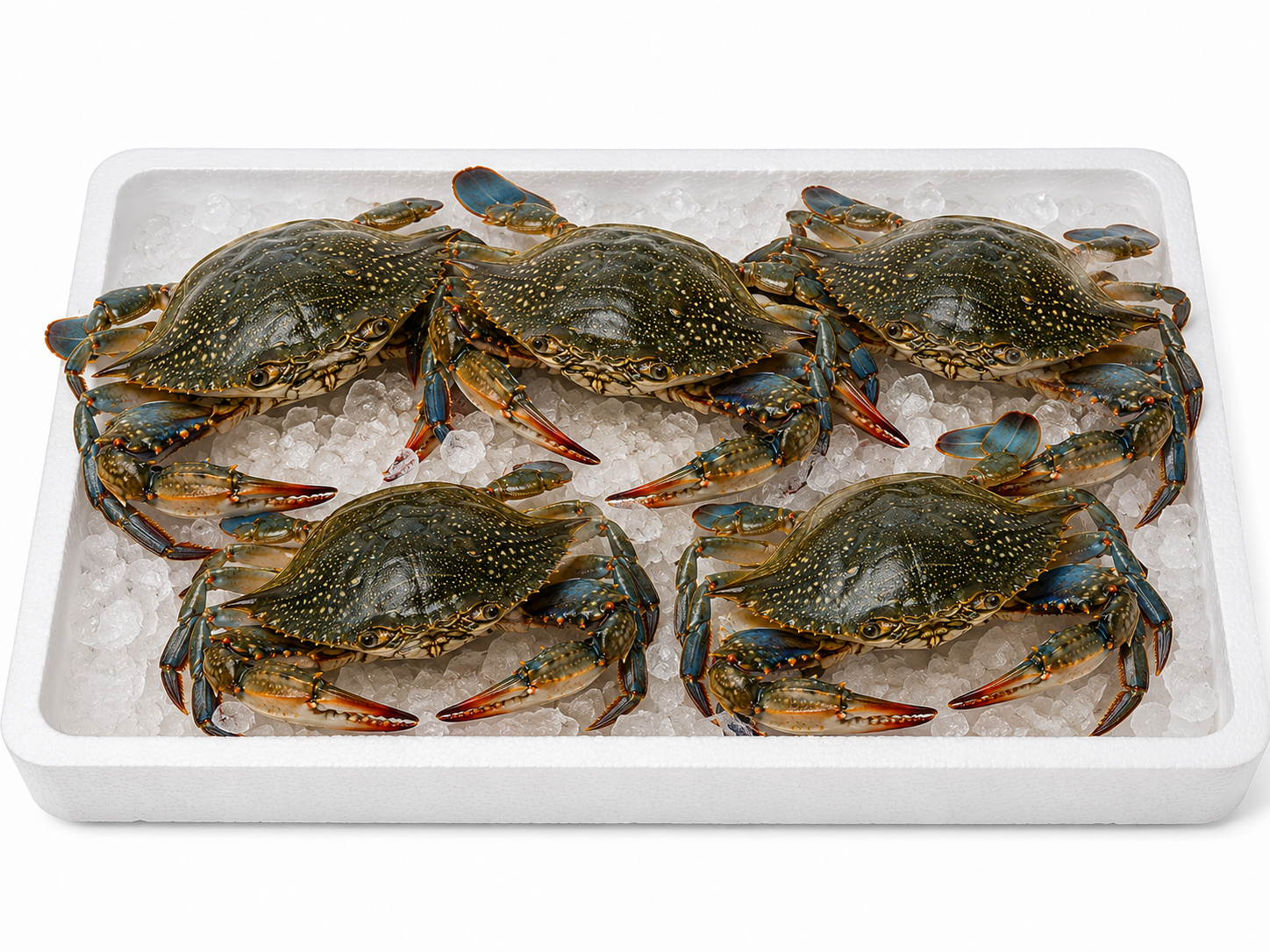 Fresh Crab